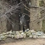 a zebra poking its head out the door of their enclosure